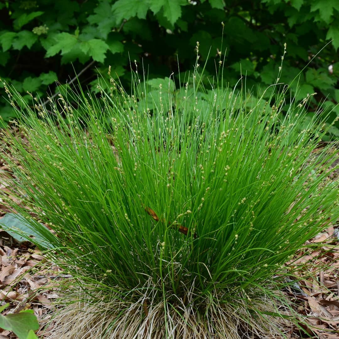 Plant Carex Appalachica