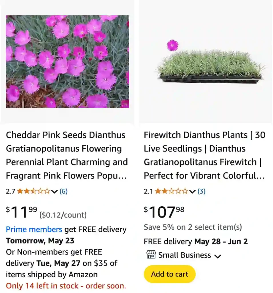 Dianthus Gratianopolitanus 1 | Monsteraholic