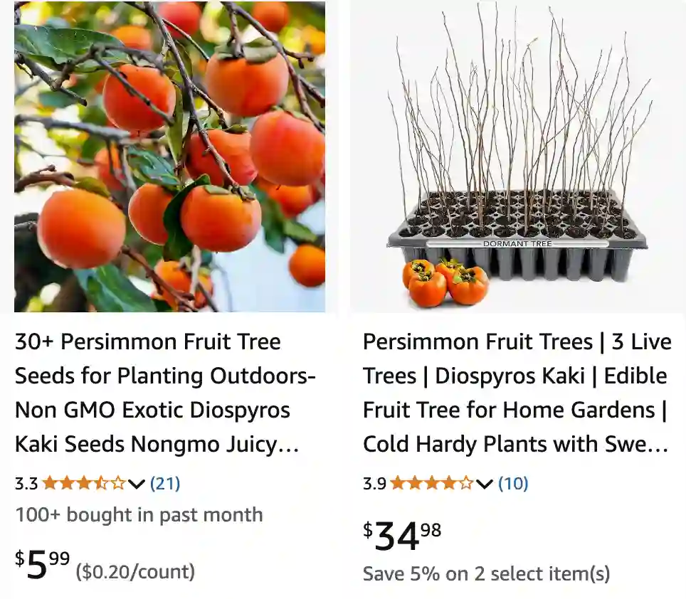 Diospyros Kaki 1 | Monsteraholic