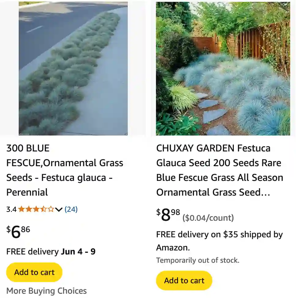 Festuca Glauca 1 | Monsteraholic