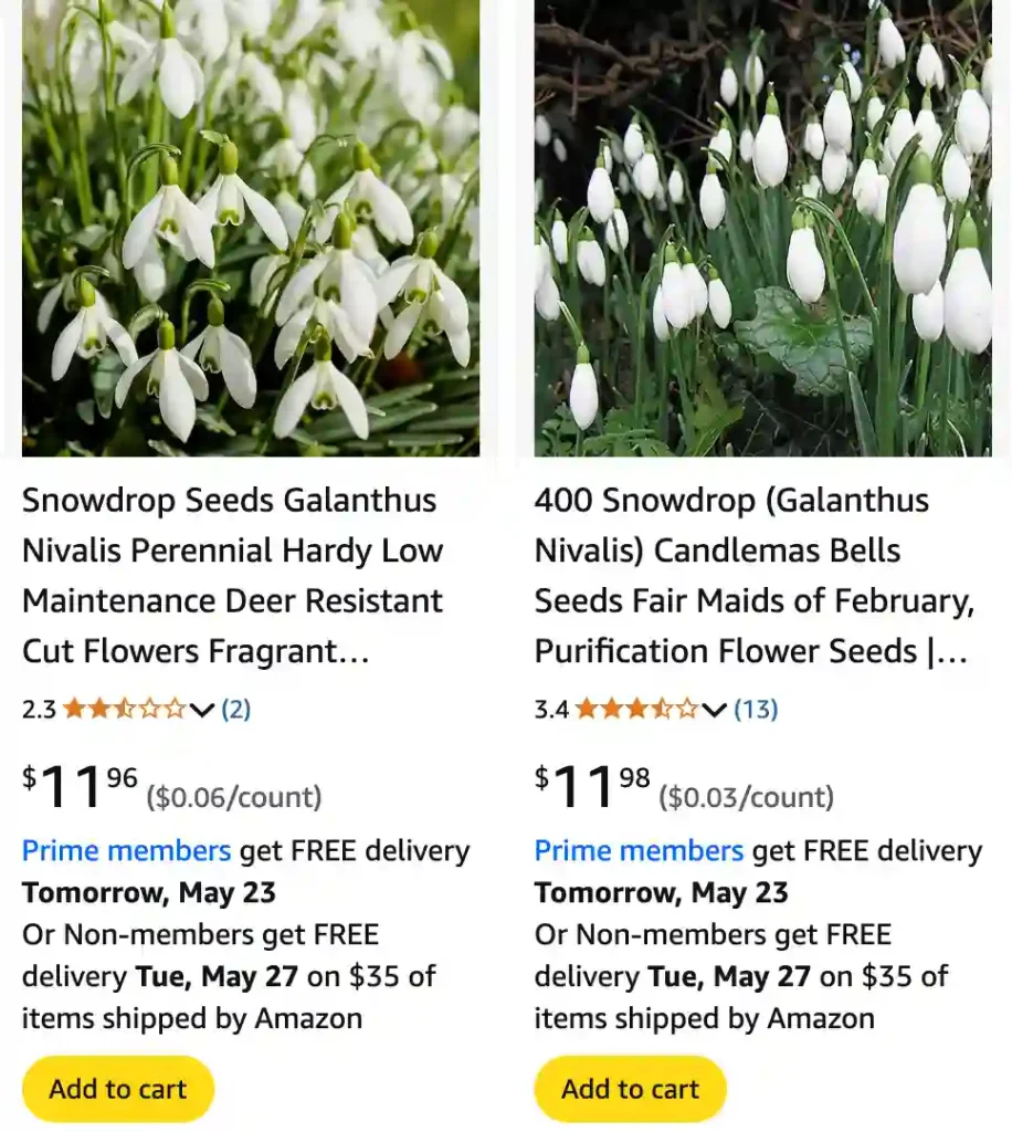 Galanthus Nivalis 1 | Monsteraholic