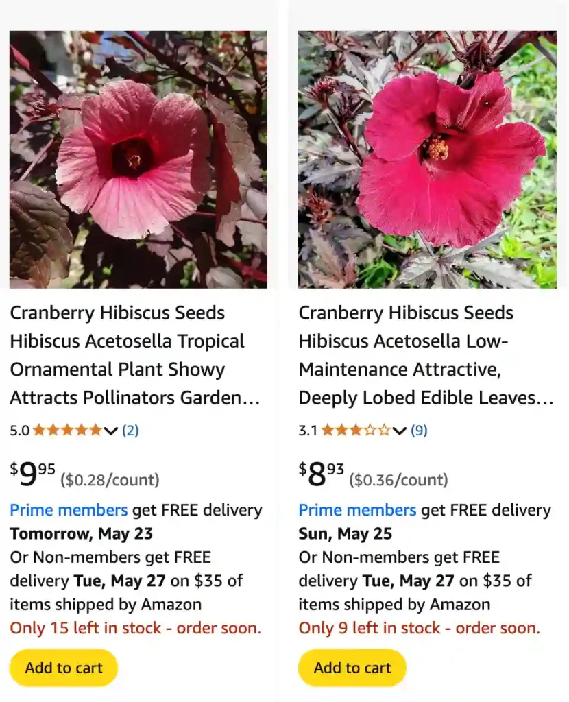 Hibiscus Acetosella 1 | Monsteraholic