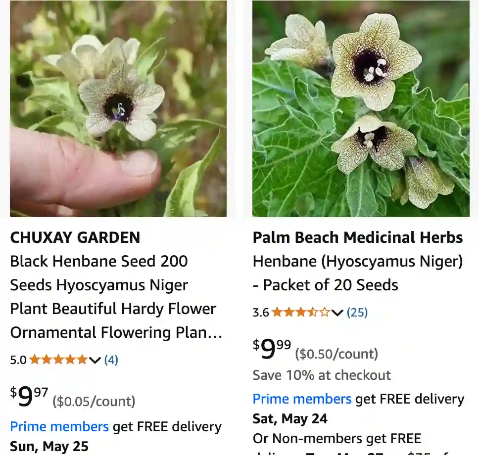 Hyoscyamus Niger 1 | Monsteraholic