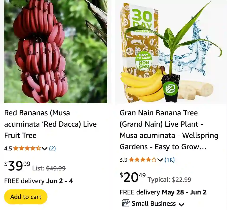 Musa Acuminata 1 | Monsteraholic