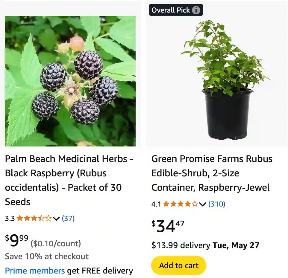 Rubus Occidentalis 1 | Monsteraholic