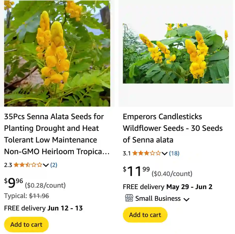 Senna Alata 1 | Monsteraholic