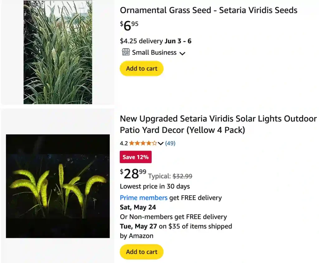 Setaria Viridis 1 | Monsteraholic