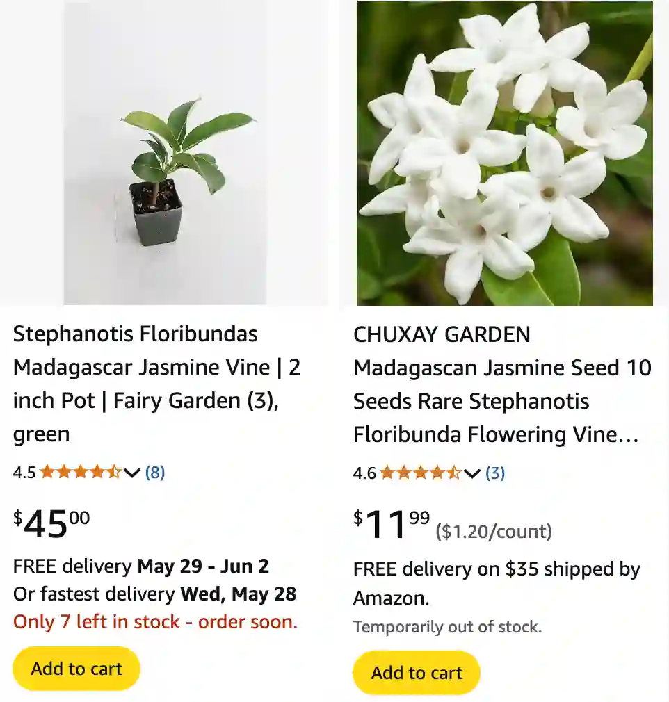 Stephanotis Floribunda 1 | Monsteraholic