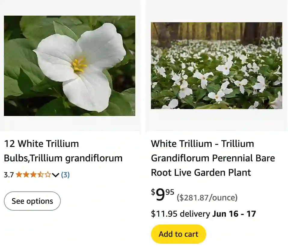 Trillium Grandiflorum 1 | Monsteraholic