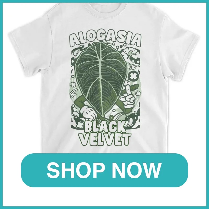Alocasia Black Velvet monsteraholic