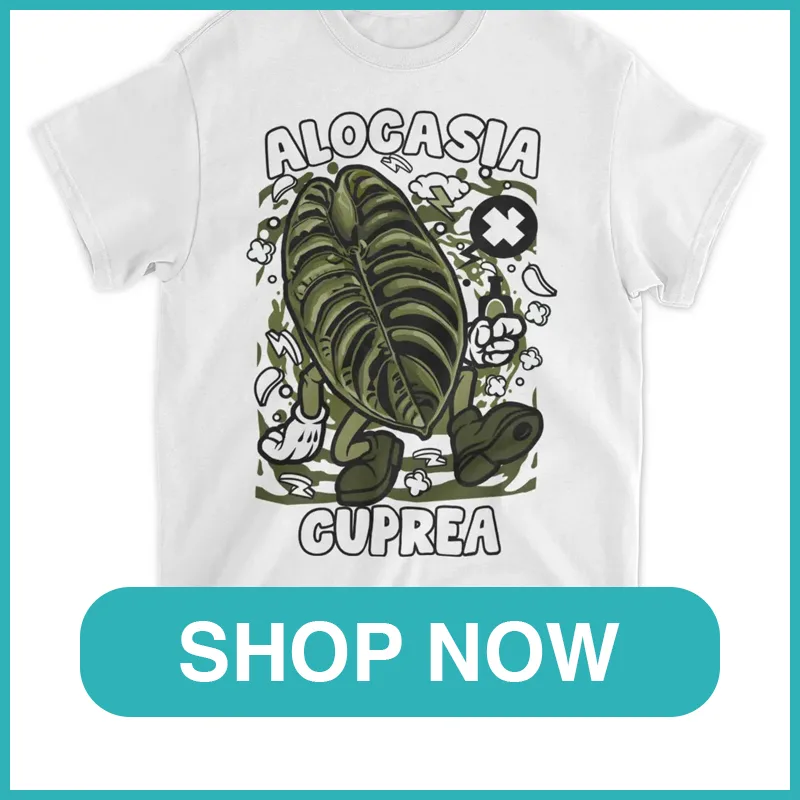 Alocasia Cuprea monsteraholic
