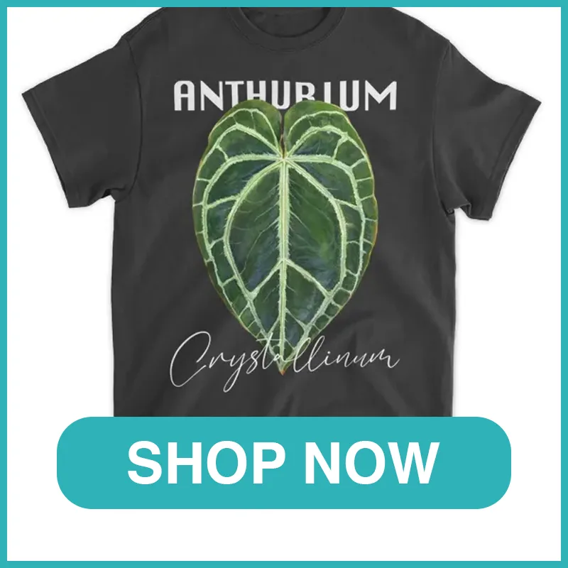 Anthurium Crystallinum monsteraholic