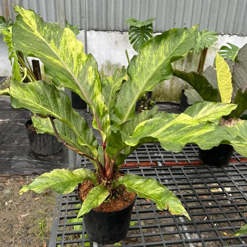 Anthurium Hookeri