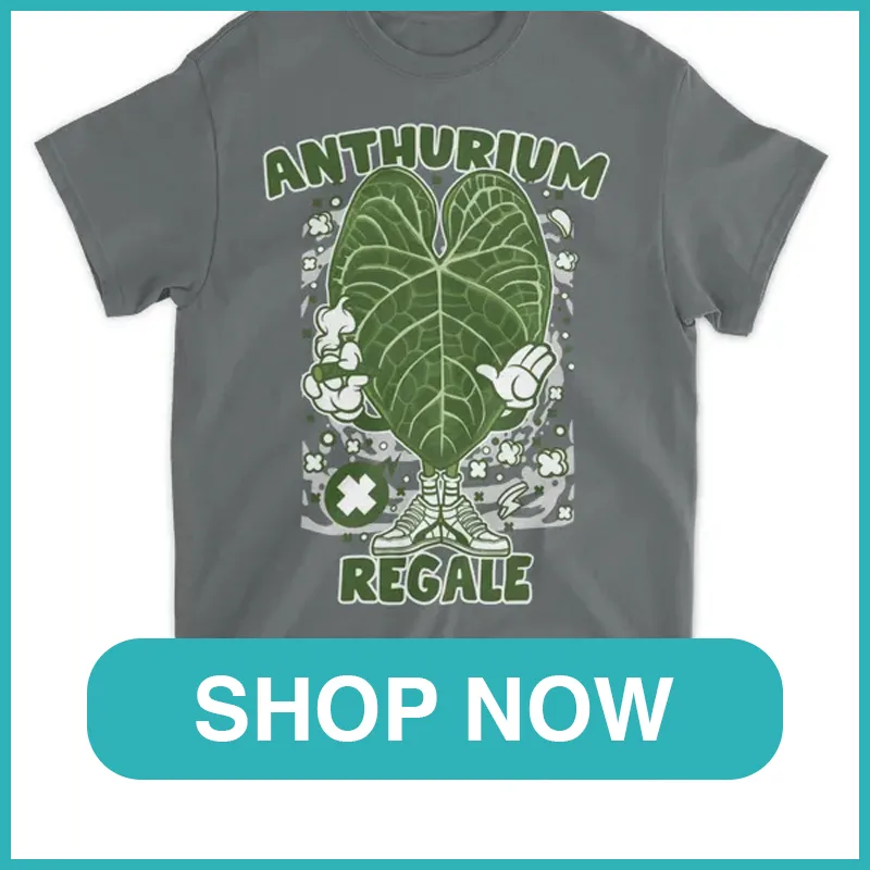 Anthurium Regale monsteraholic