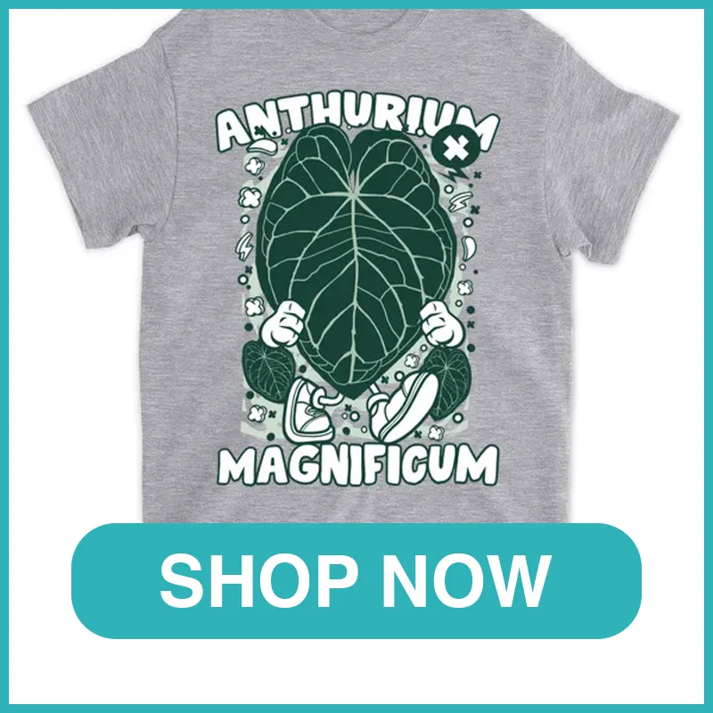 Anthurium magnificum monsteraholic