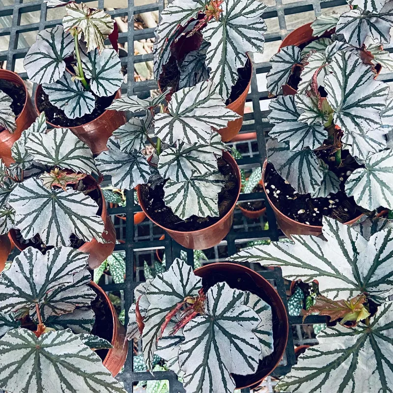 Begonia Looking Glass