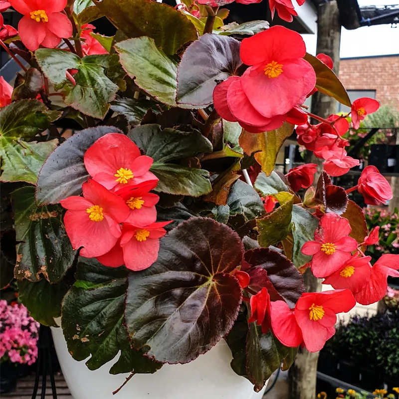 Begonia Big Red Bronze Leaf 1 monsteraholic