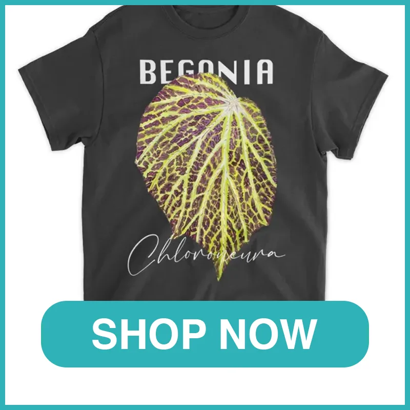 Begonia Chloroneura Shirt monsteraholic