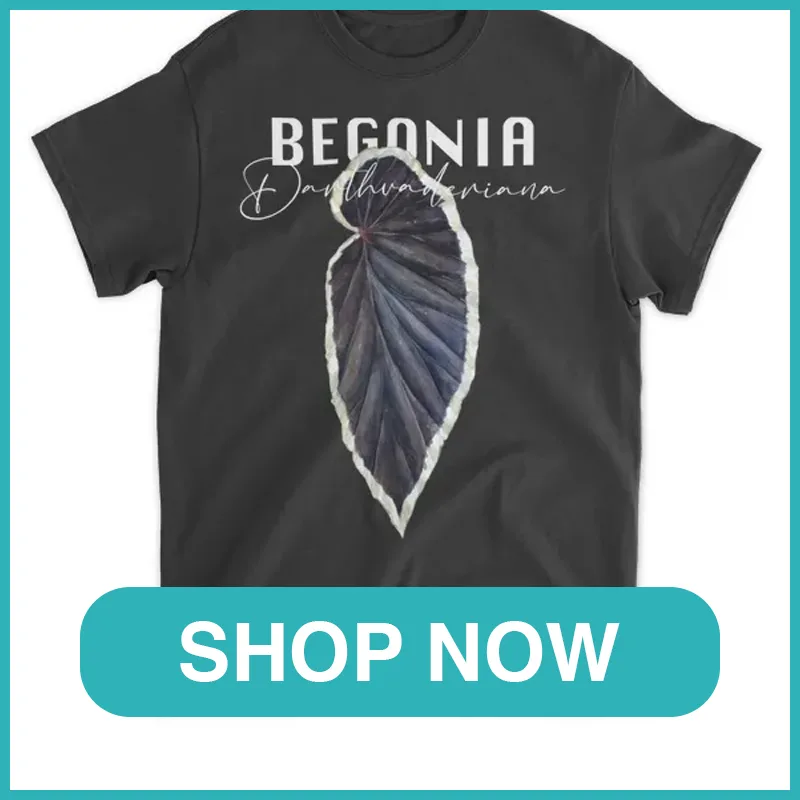 Begonia Darthvaderiana Shirt monsteraholic
