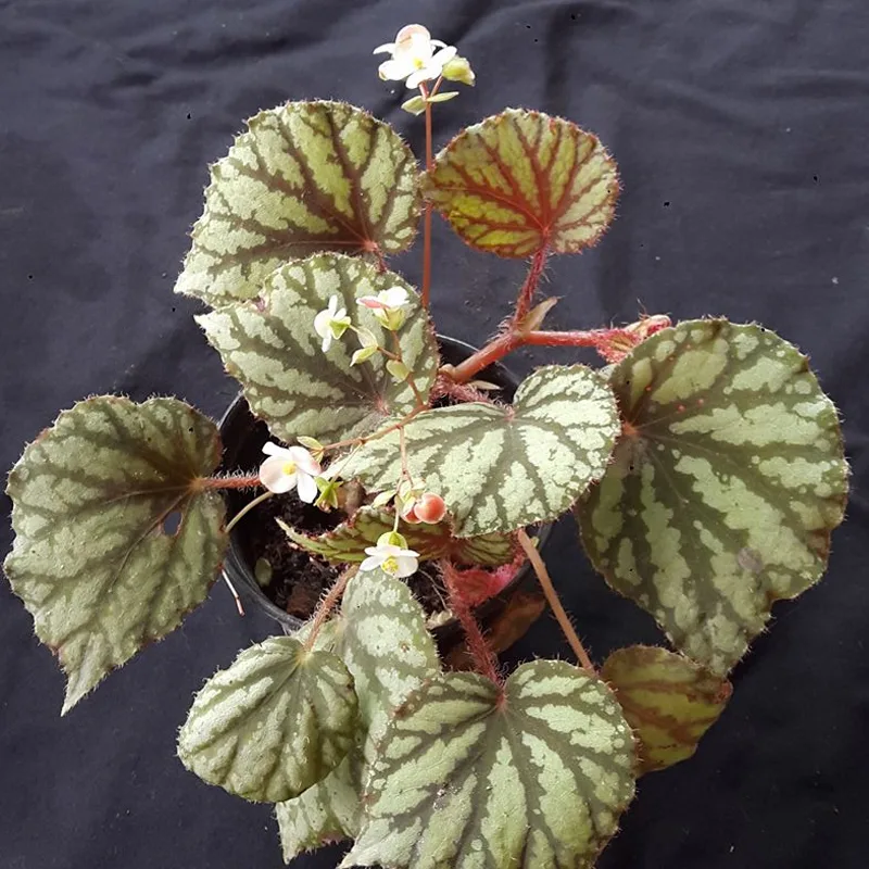 Begonia Luzonensis 2 monsteraholic