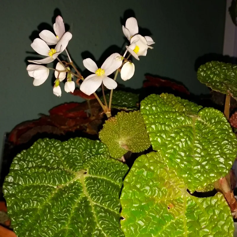 Begonia moyesii 1 monsteraholic