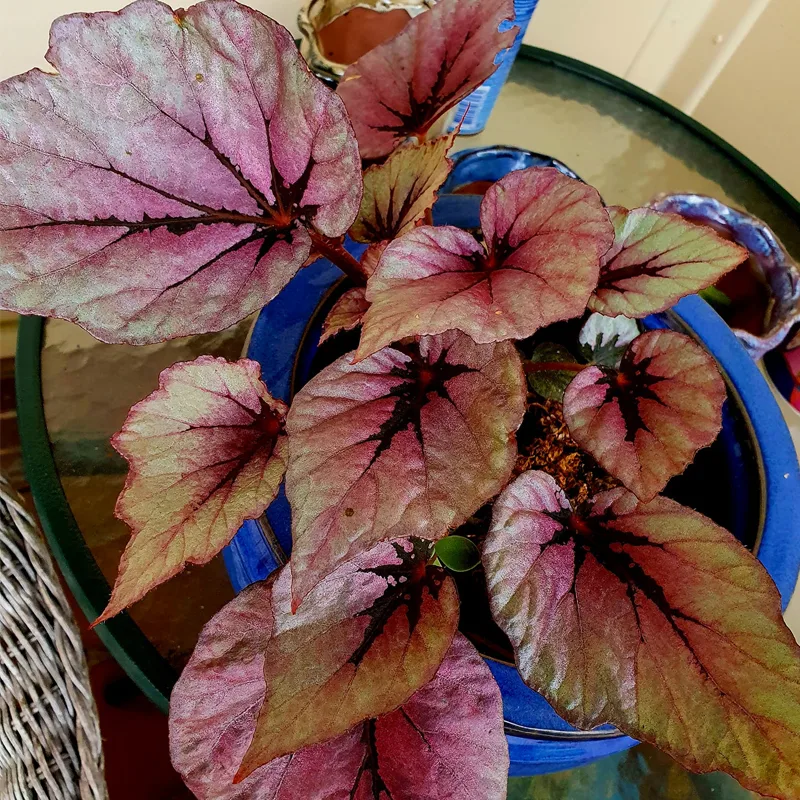 Begonia Rex Cultorum