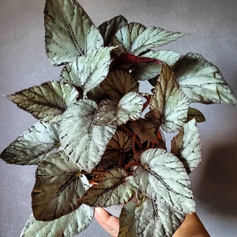 Begonia rex ‘Duarten 1 monsteraholic