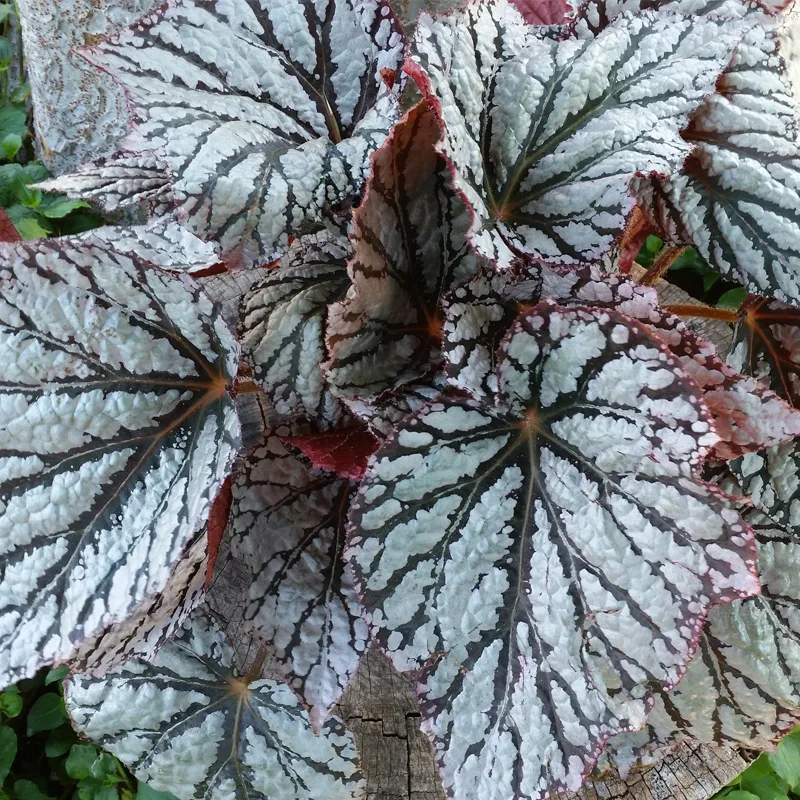 Begonia rex ‘Fairy 2 monsteraholic