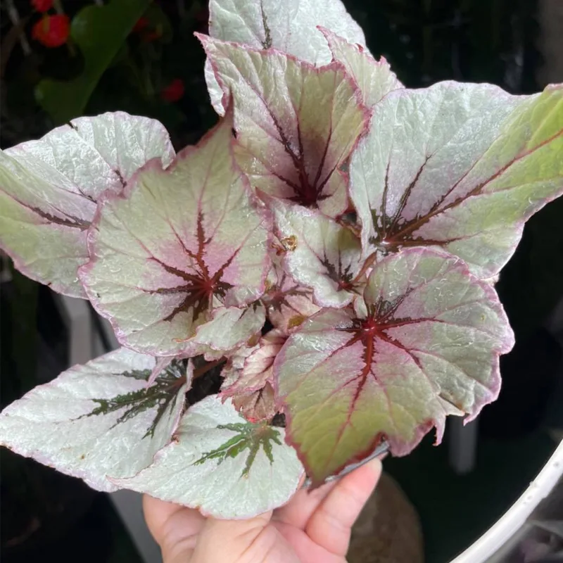 Begonia rex ‘Pink Charming 1 monsteraholic