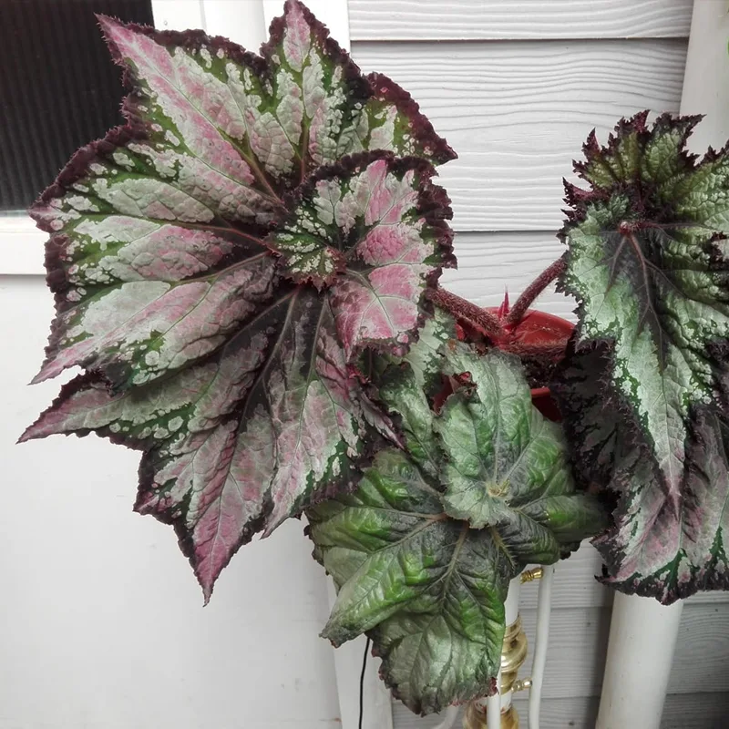 Begonia rex ‘Tornado 1 monsteraholic