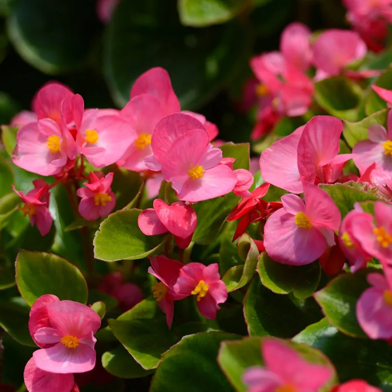 Begonia Ambassador Rose