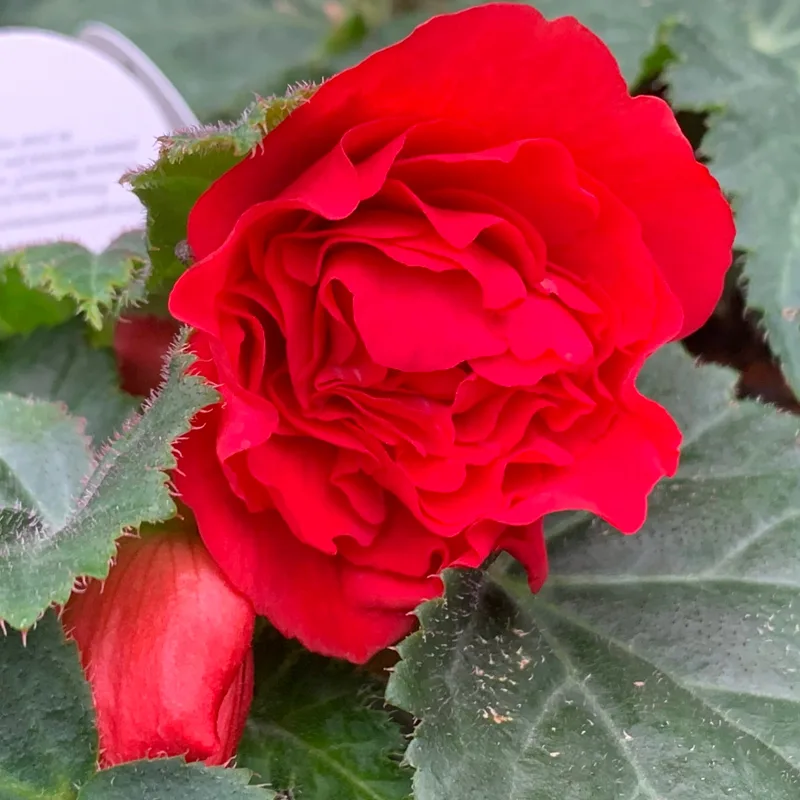 Begonia ‘Nonstop Deep Rose 1 monsteraholic