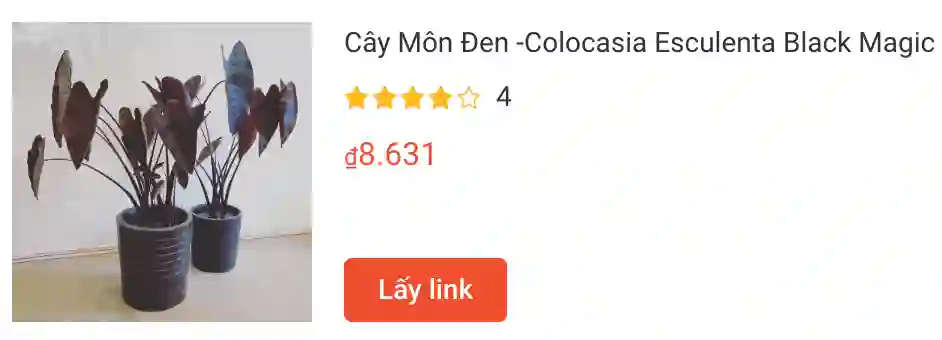 Cay Mon Den Colocasia Esculenta Black Magic | Monsteraholic