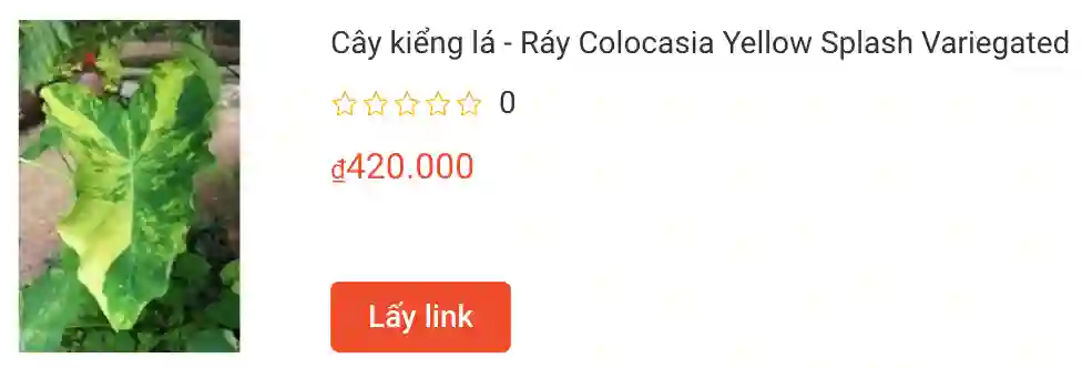 Cay kieng la Ray Colocasia Yellow Splash Variegated | Monsteraholic