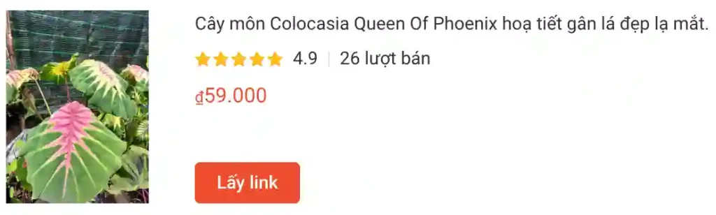 Cay mon Colocasia Queen Of Phoenix hoa tiet gan la dep la mat | Monsteraholic