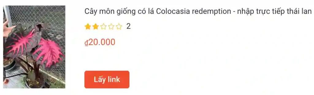 Cay mon giong co la Colocasia redemption nhap truc tiep thai lan | Monsteraholic