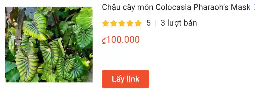 Chau cay mon Colocasia Pharaohs Mask | Monsteraholic
