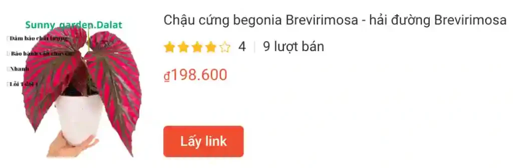 Chau cung begonia Brevirimosa hai duong Brevirimosa | Monsteraholic