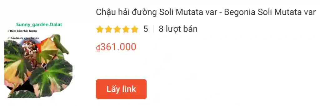 Chau hai duong Soli Mutata var Begonia Soli Mutata var | Monsteraholic