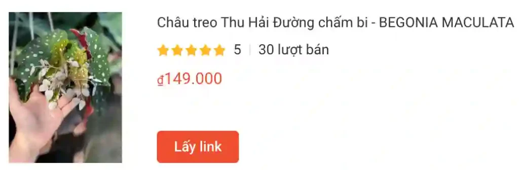 Chau treo Thu Hai Duong cham bi BEGONIA MACULATA | Monsteraholic