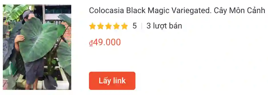 Colocasia Black Magic Variegated | Monsteraholic