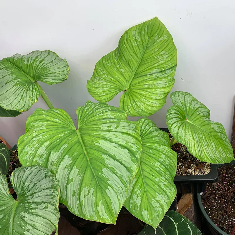 Philodendron Mamei Updated 2023 Philodendron Mamei Updated 2023