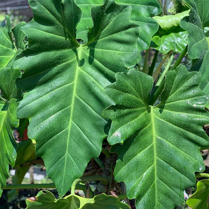 Philodendron Subincisum