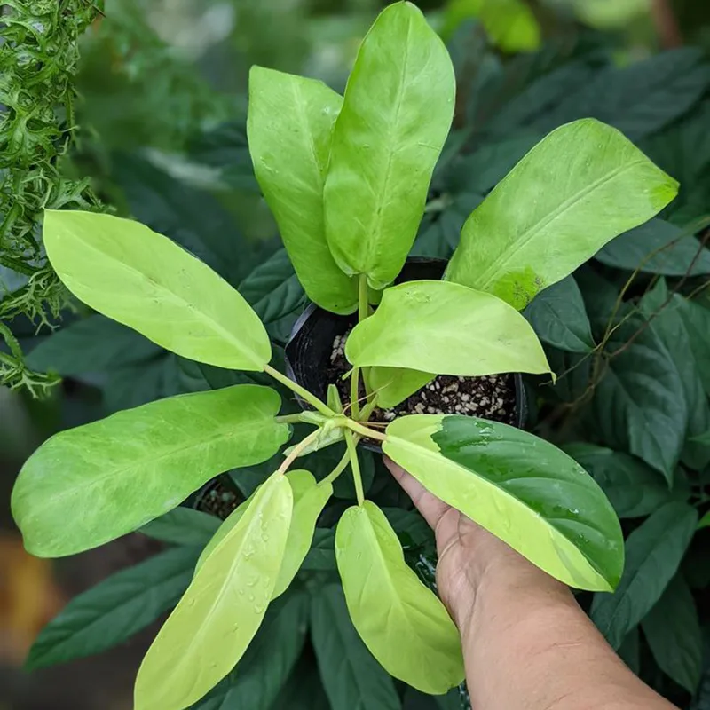 Philodendron Thai Sunrise