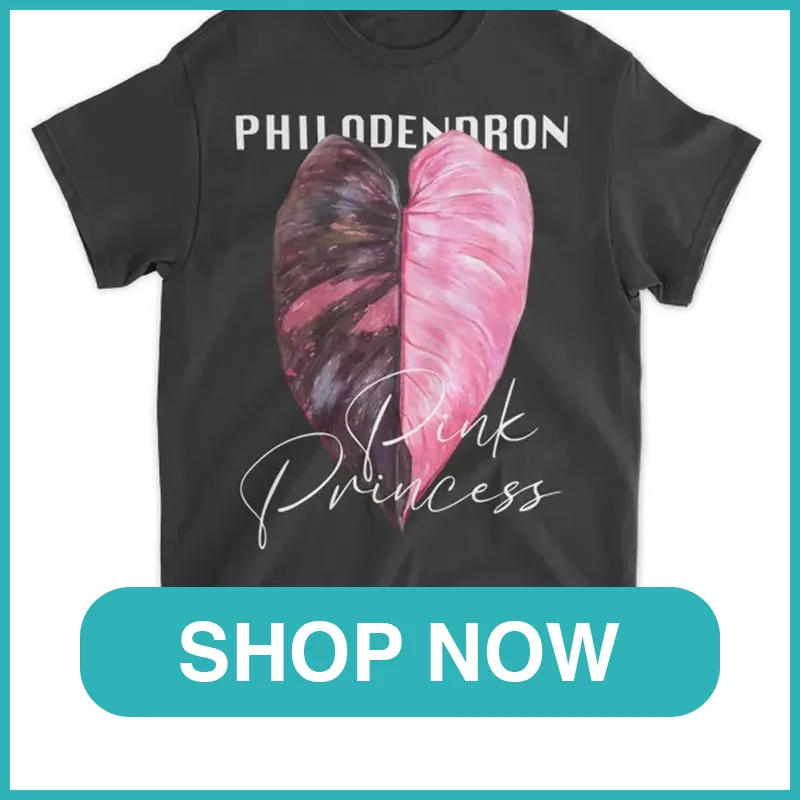 httpsmonsteraholic.shopphilodendron pink princess