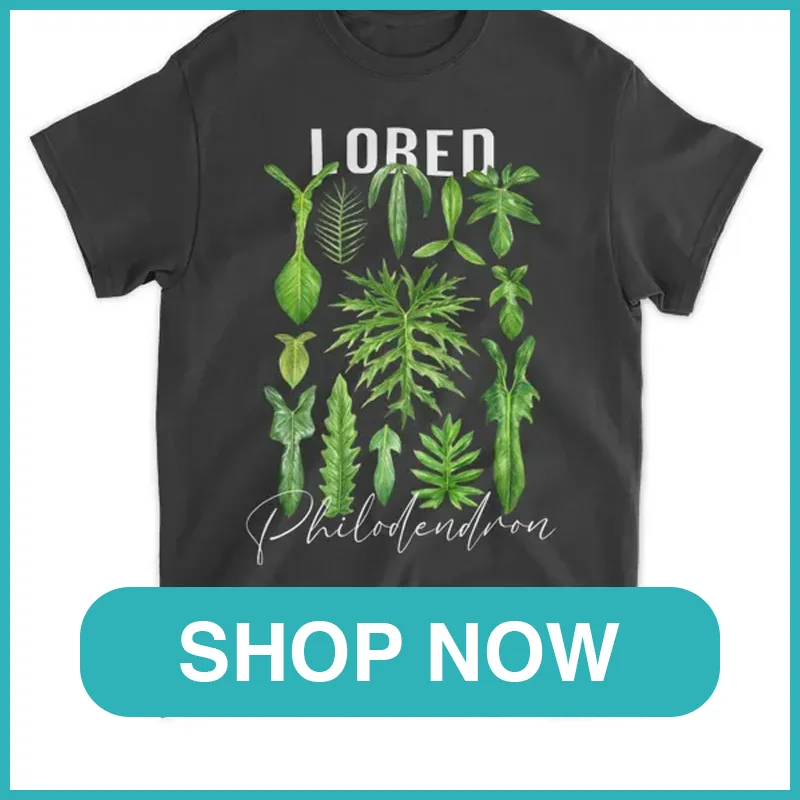 lobed philodendron monsteraholic