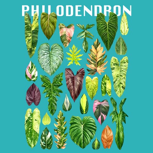 philodendron thumbnail