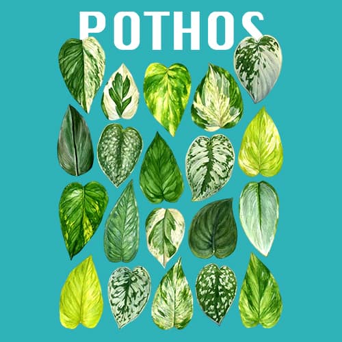 pothos thumbnail