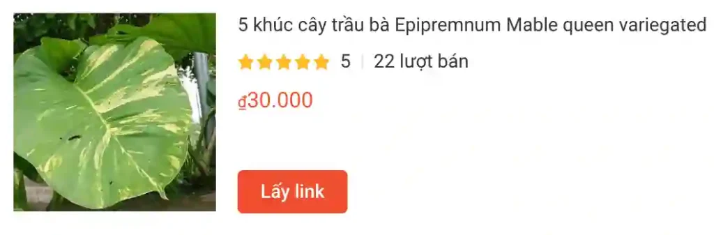 5 khuc cay trau ba Epipremnum Mable queen variegated | Monsteraholic