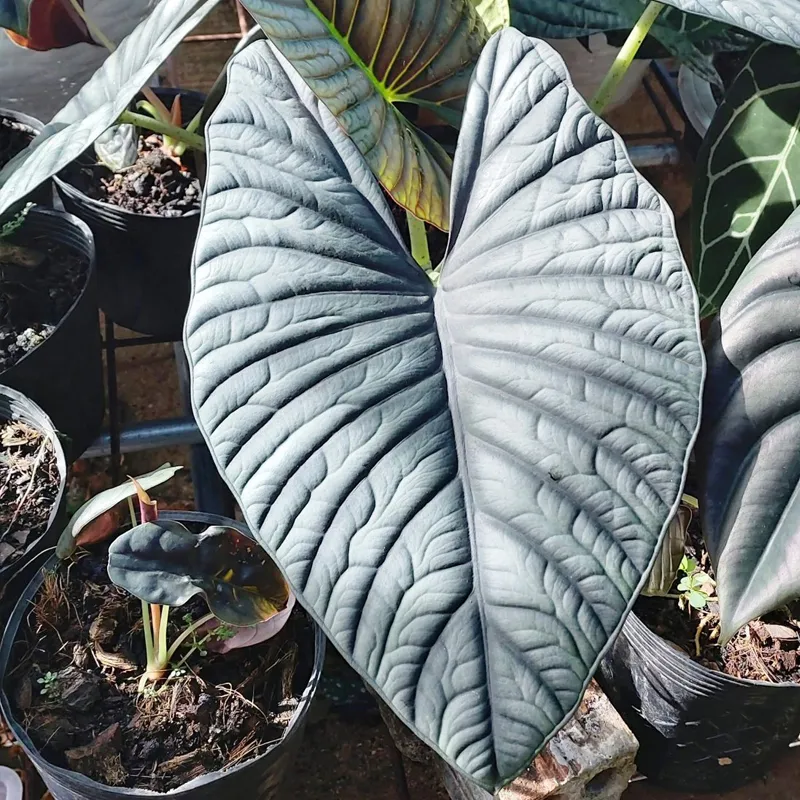 Alocasia Nebula Imperialis